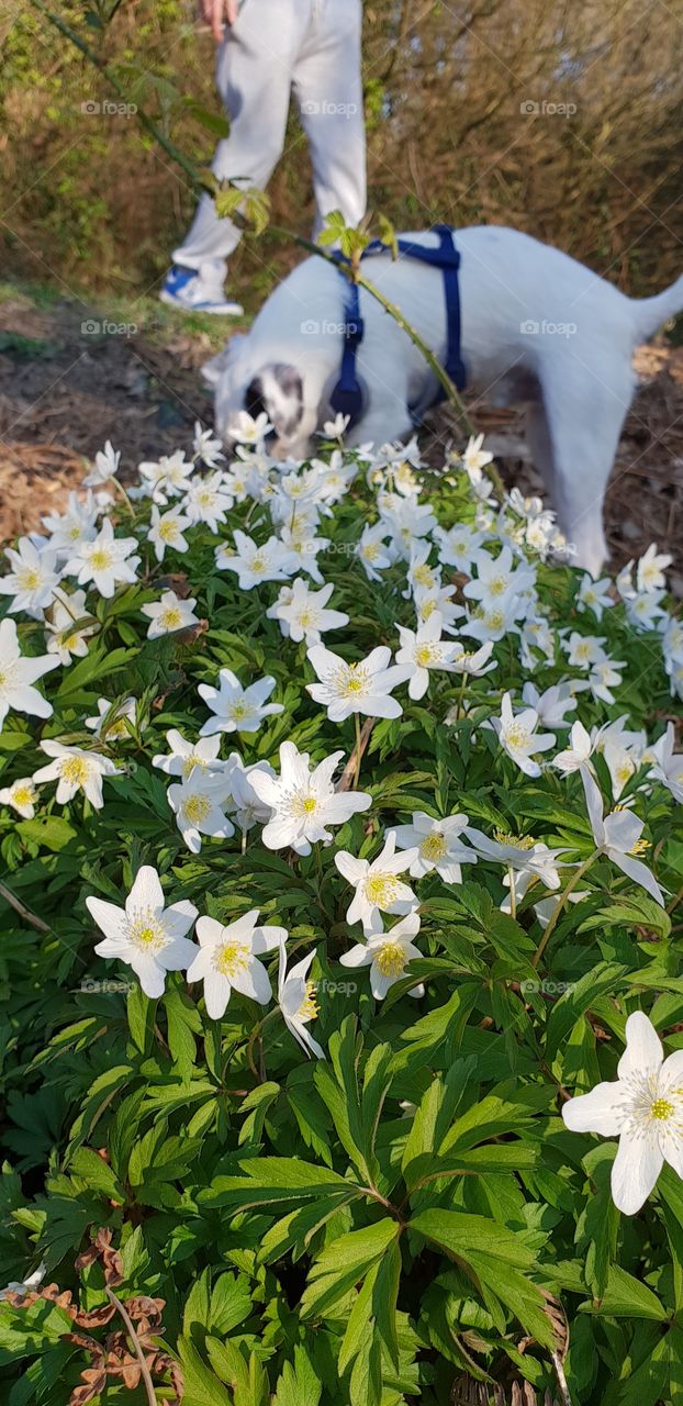 Wild flowers