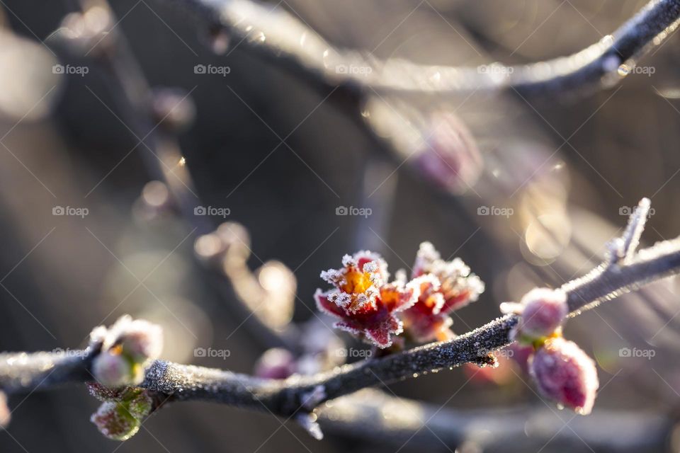 A portrait of a frozen japanese quince bush flower. you can see the ice frost hanging on the red flower.