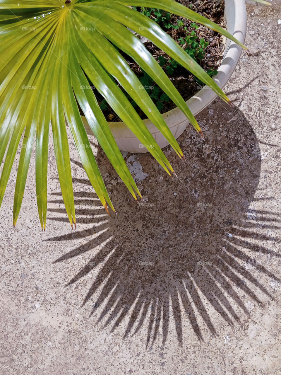 the shadow of palm leaves at 12 o'clock