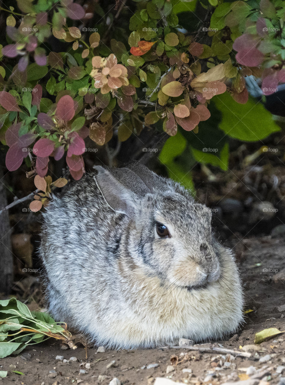 The Magical Outside-Bunny resting under a shrub