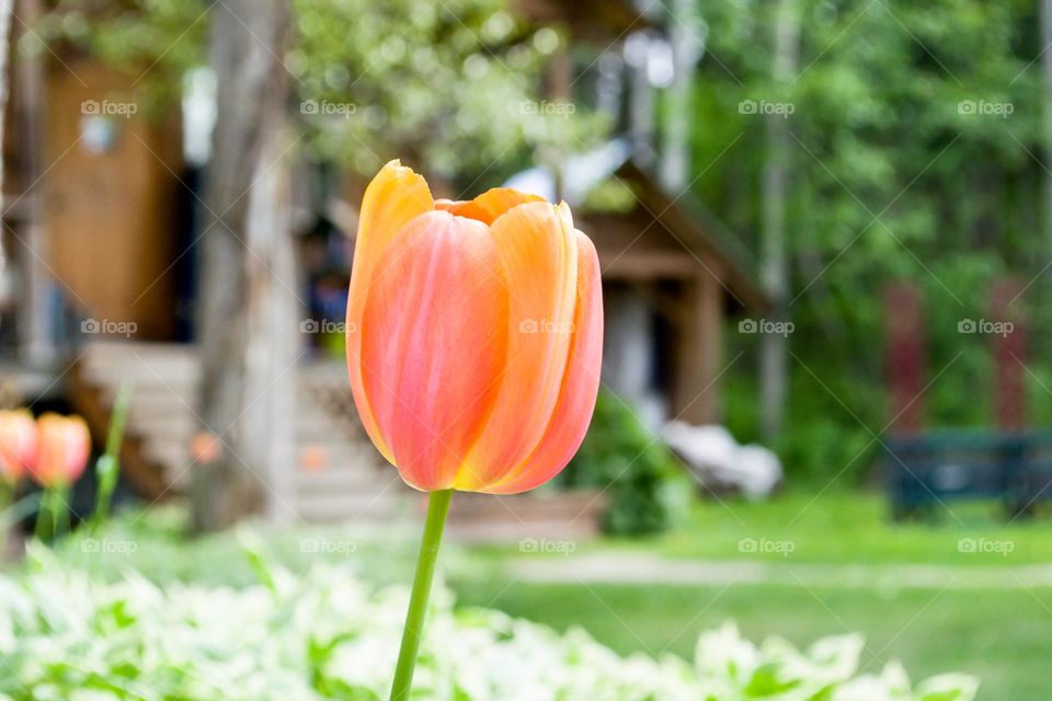 Spring single tulip flower blossom at the cabin, orange and pink, closeup, blurred background 