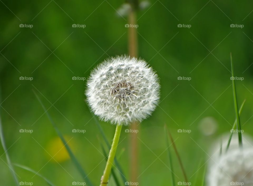 Dandelion