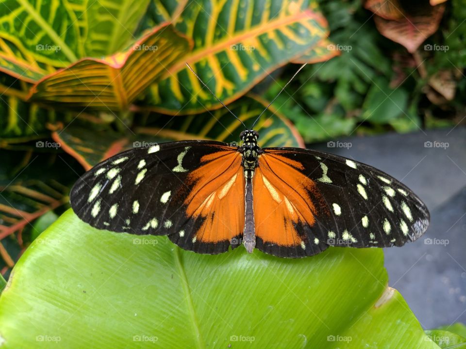 Butterfly, Nature, Insect, Summer, Tropical