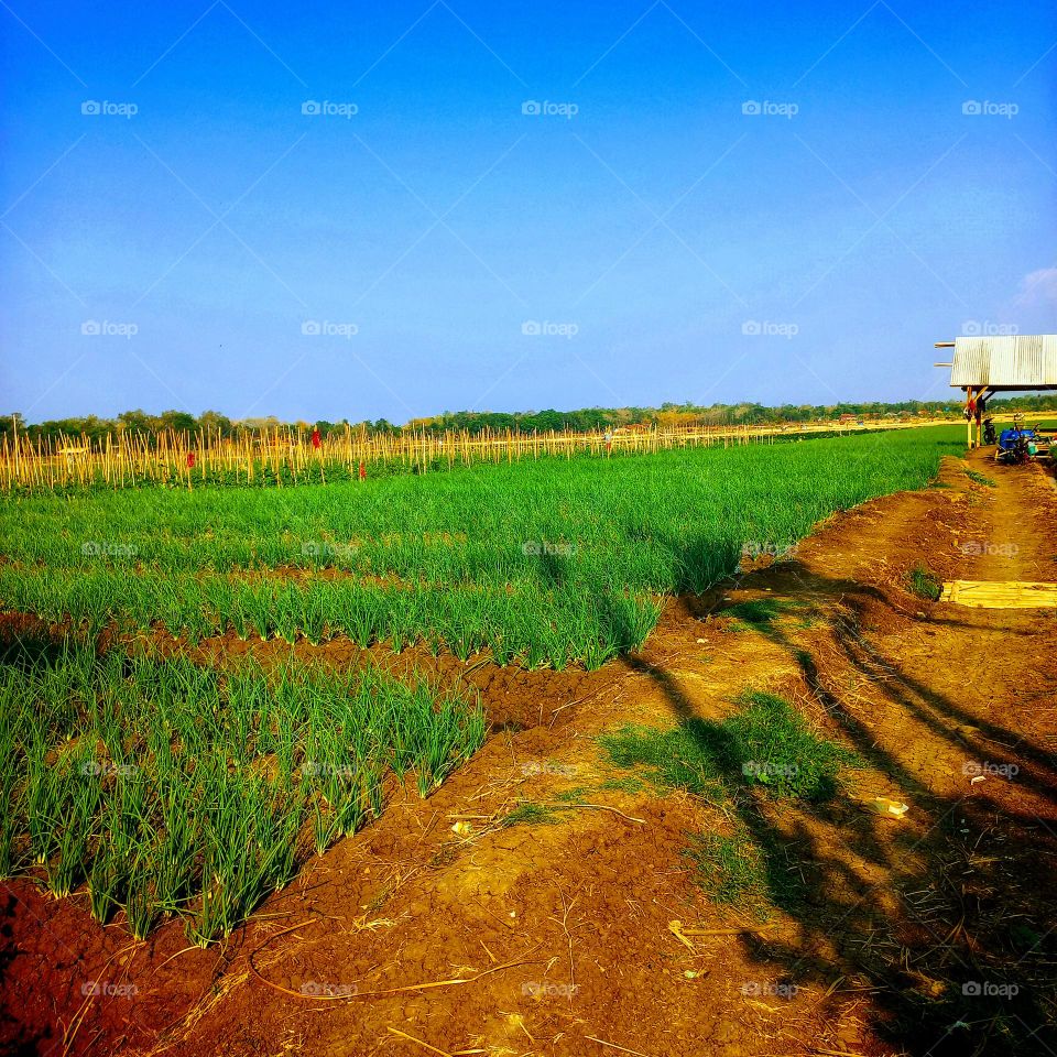 Afternoon at the shallot plantation