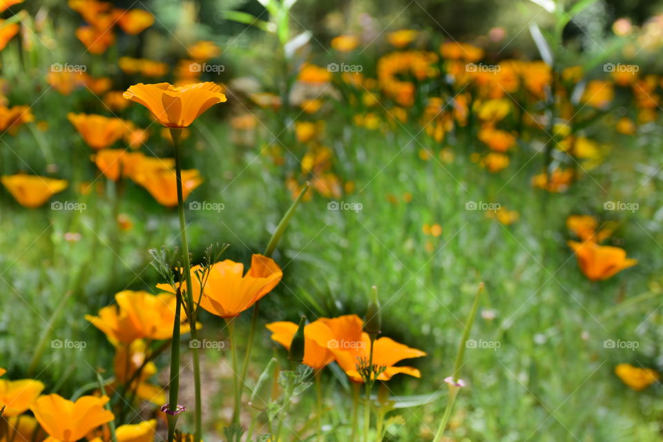 Orange flowers 