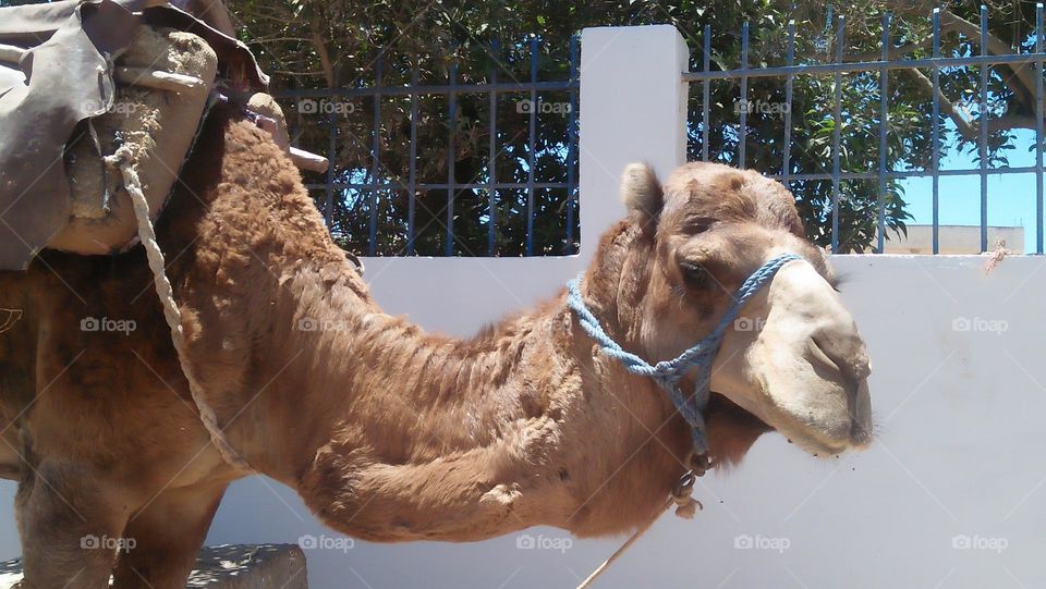 Beautiful head of brown camel.