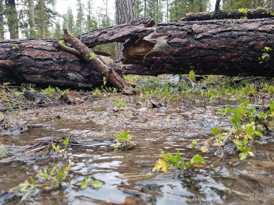 broken log over a trickling stream