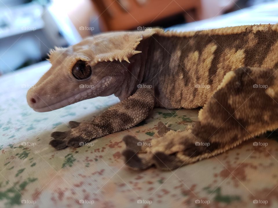 Chubby crested gecko chilling and looking happy