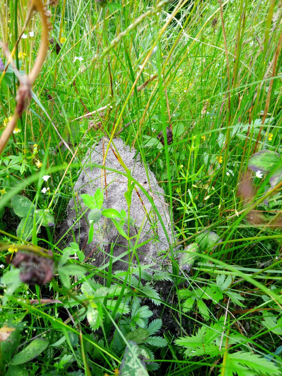 муравейник