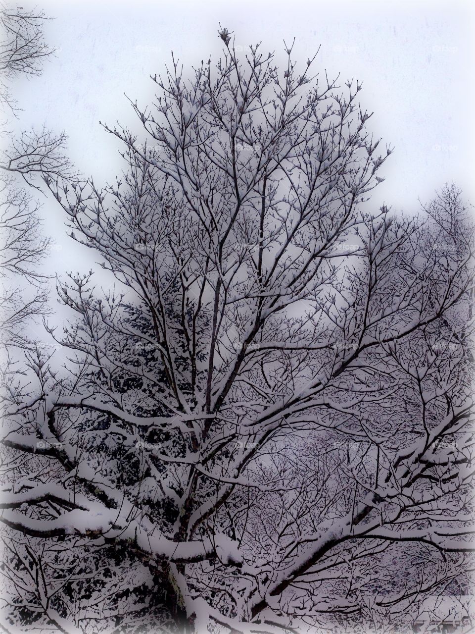 Snowy Tree
