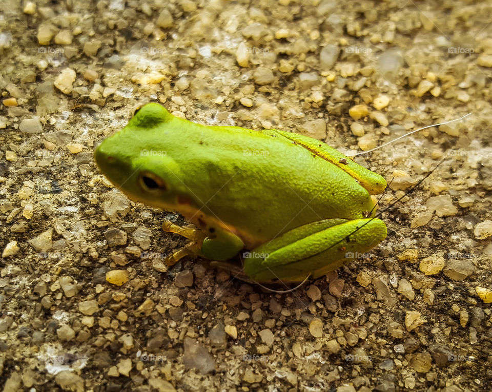 Frog, Amphibian, Nature, No Person, Water