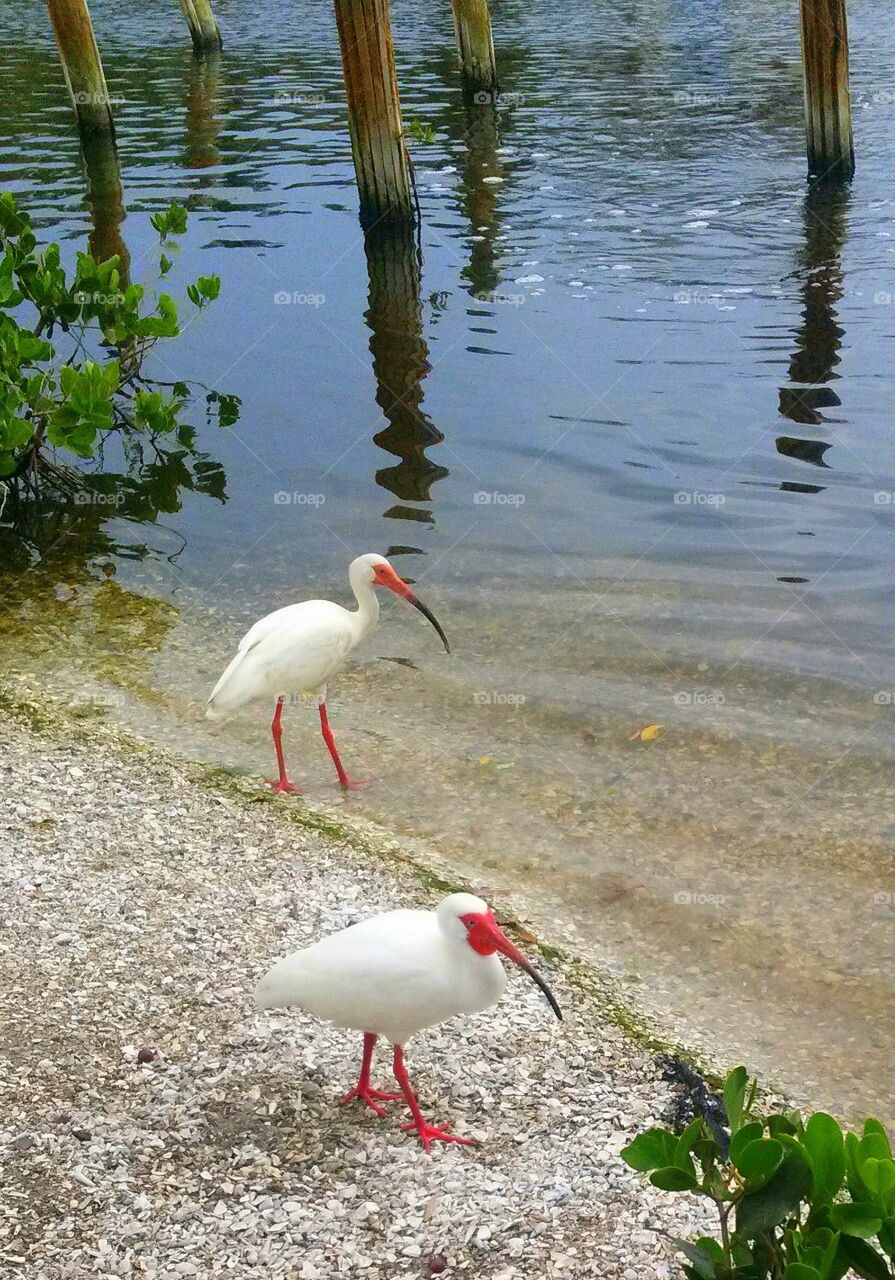 Two Ibis