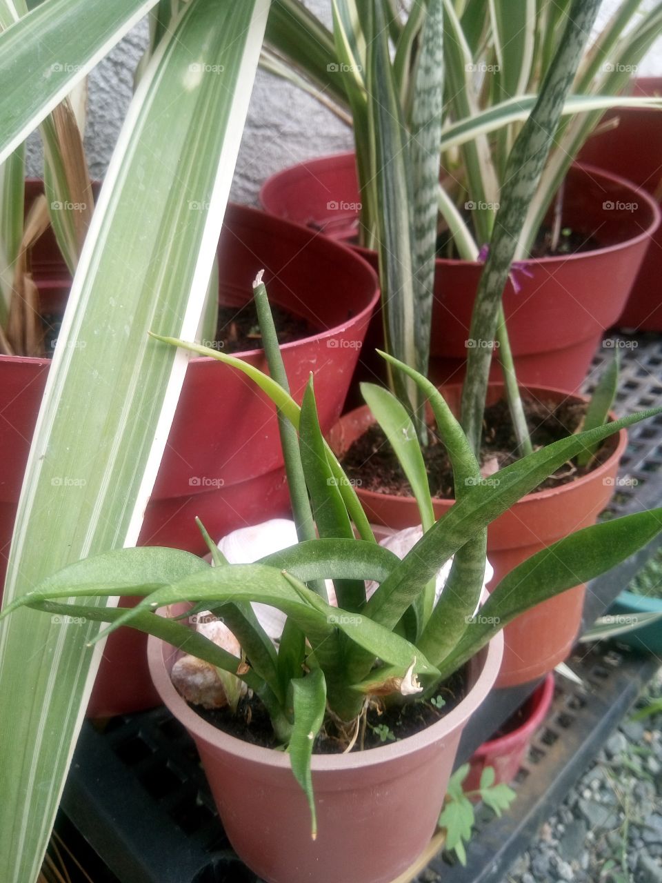 little fellow green plant