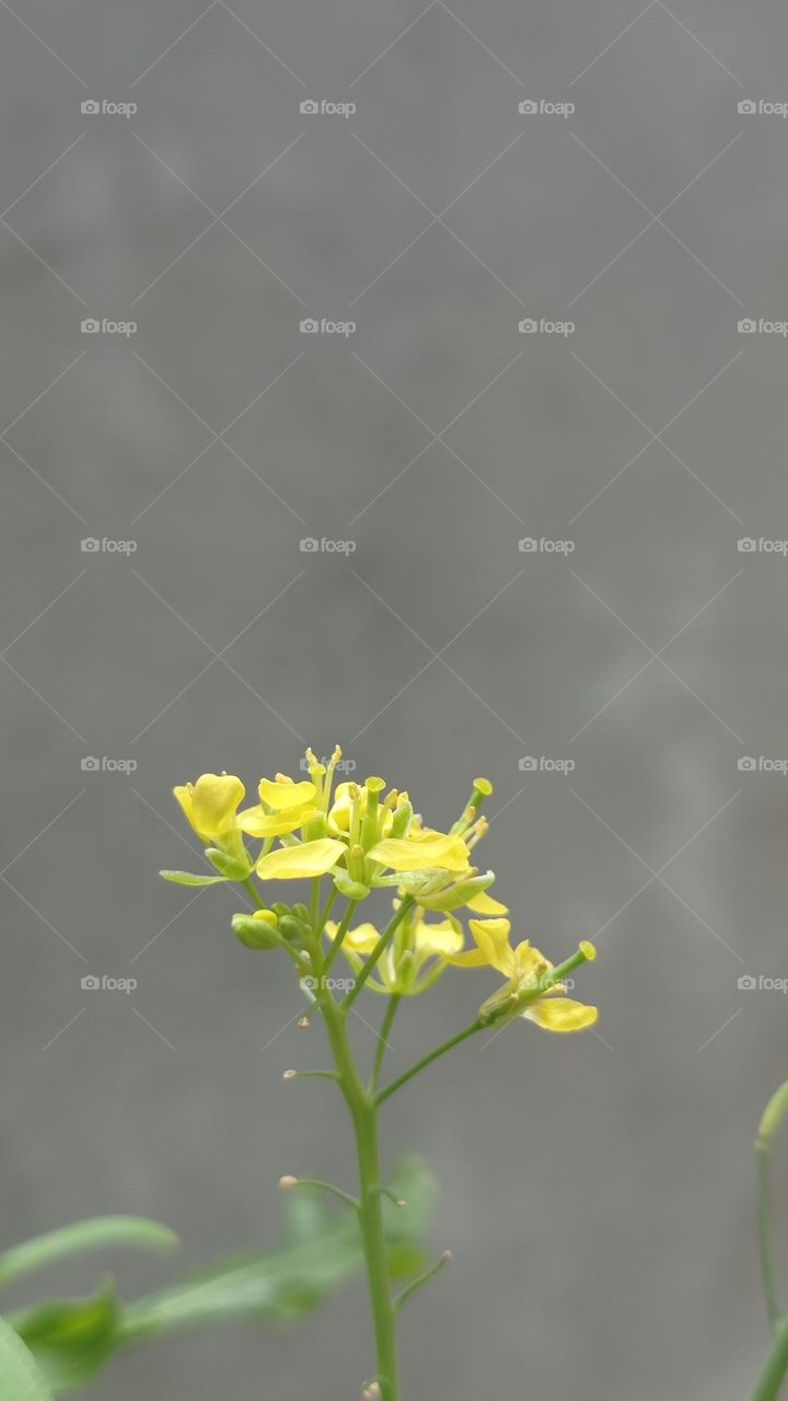 Beautiful color from beautiful plant