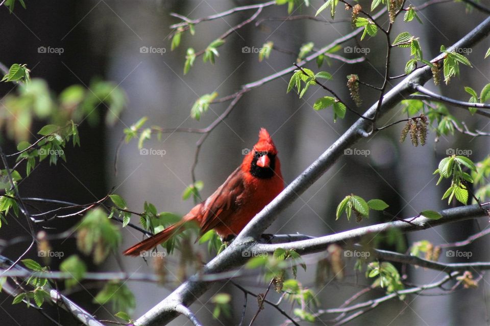 red cardinal