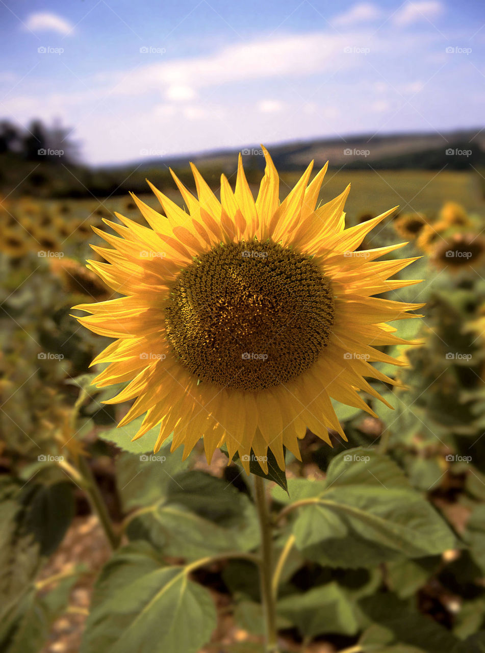 Gascony