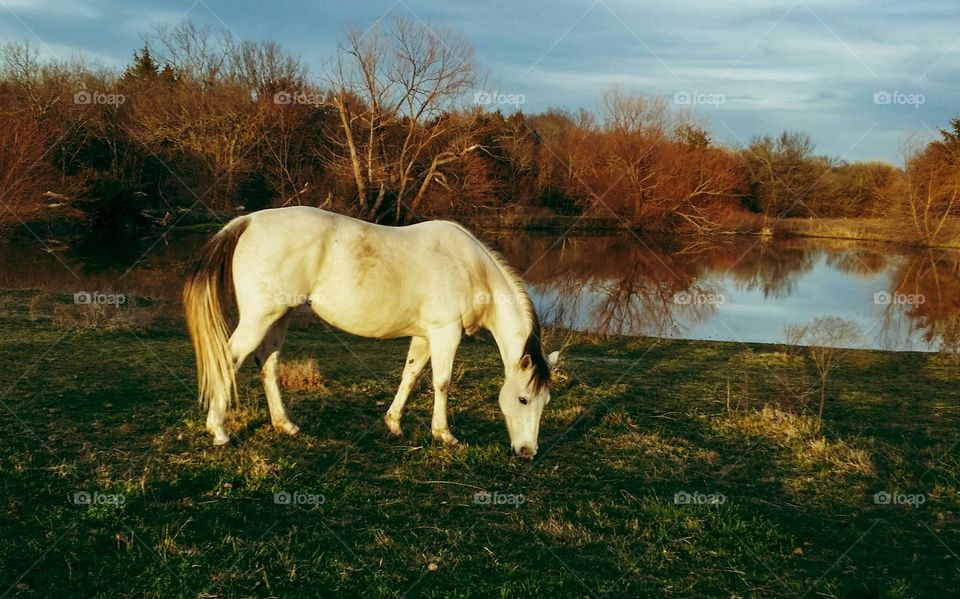 Horse grazing in grass