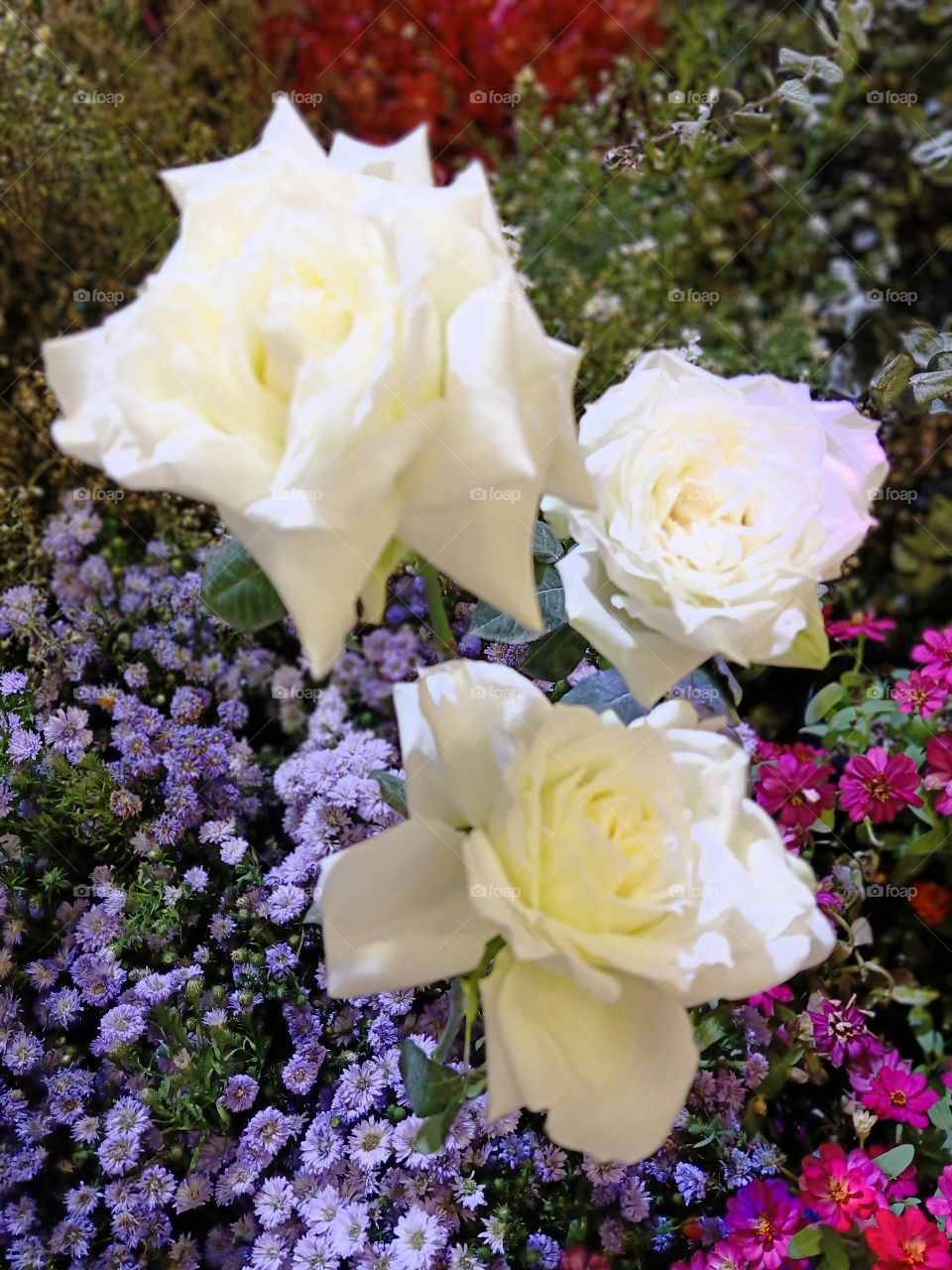 Beautiful white roses