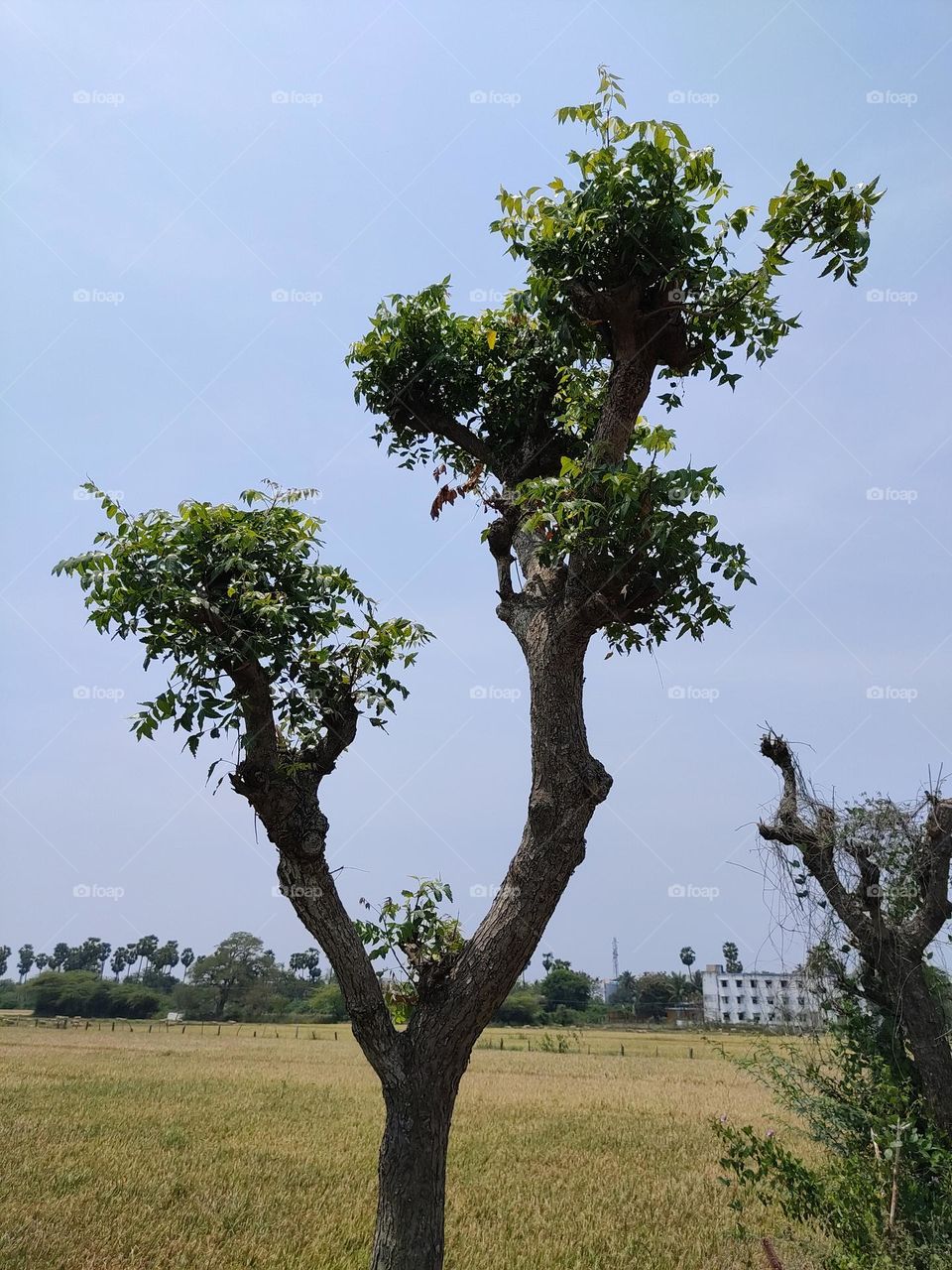 Neem tree