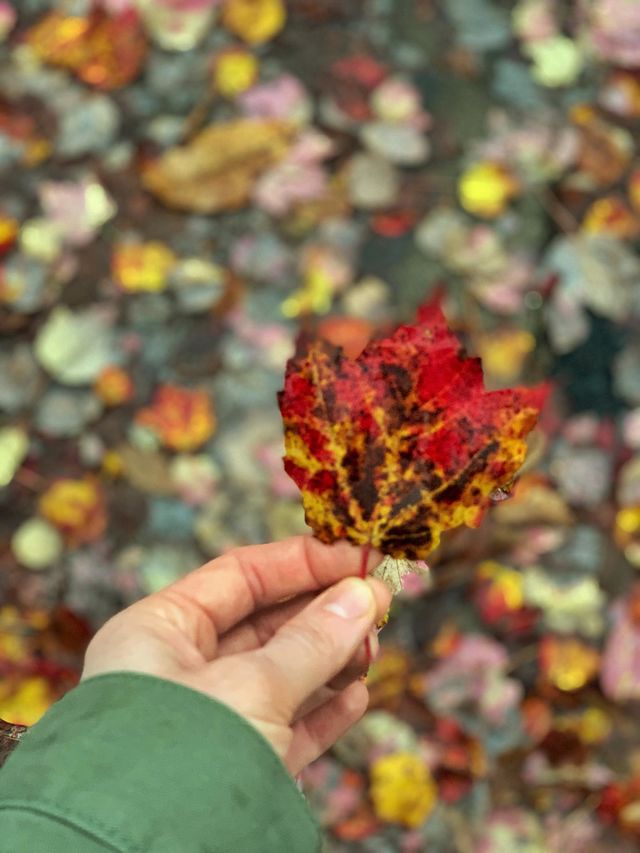 Leaf