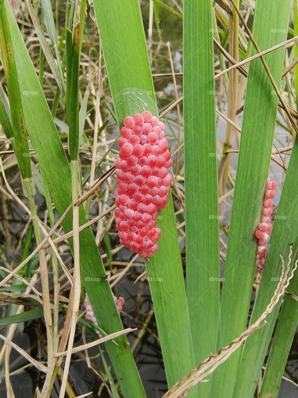 Eggs of apple snails in Chulu Ranch, Beinan Township