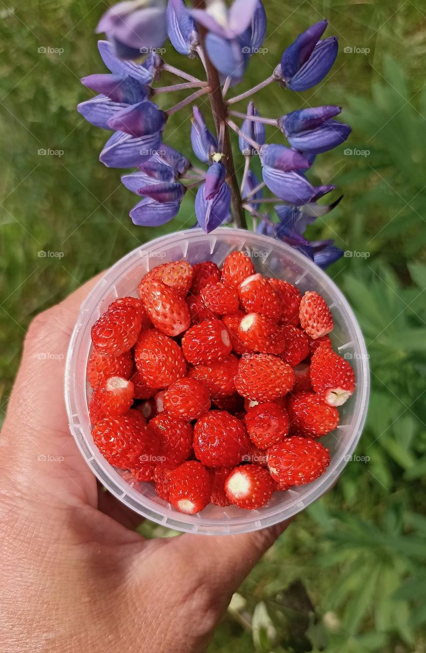 Wiid strawberries love earth