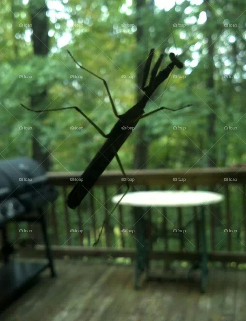 praying mantis on screen