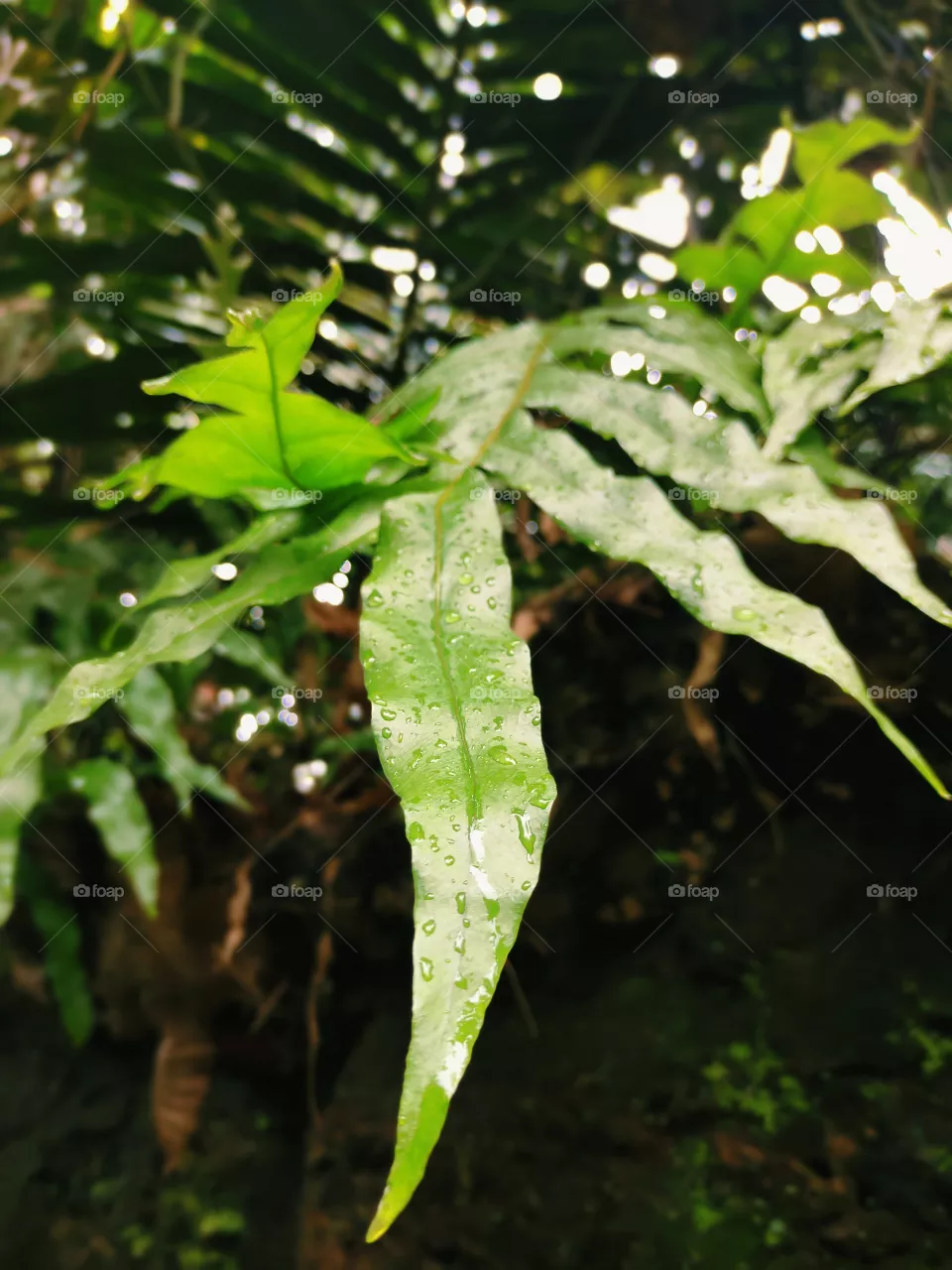 tropical green leaf in monsoon season