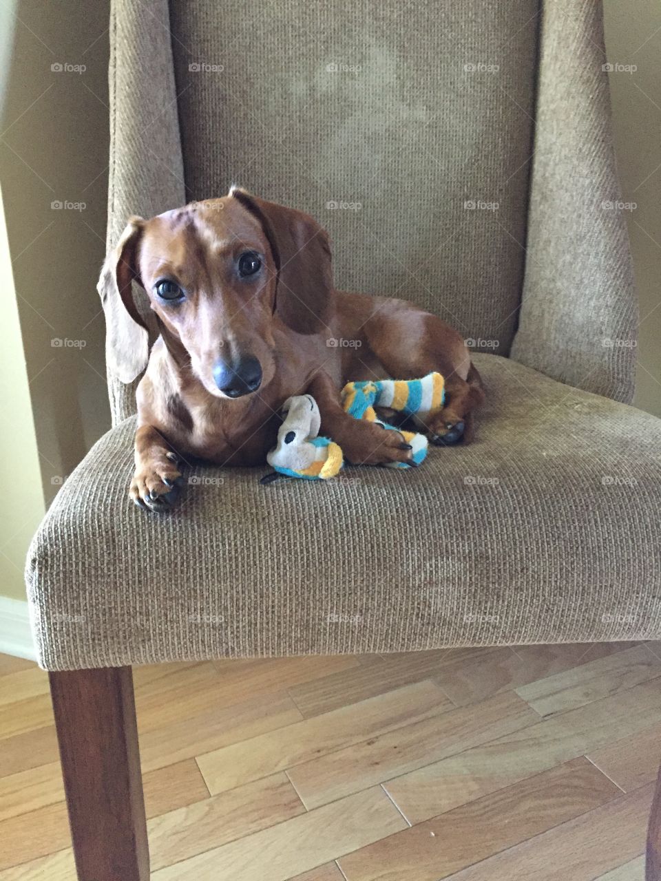 One Dog and His Toy