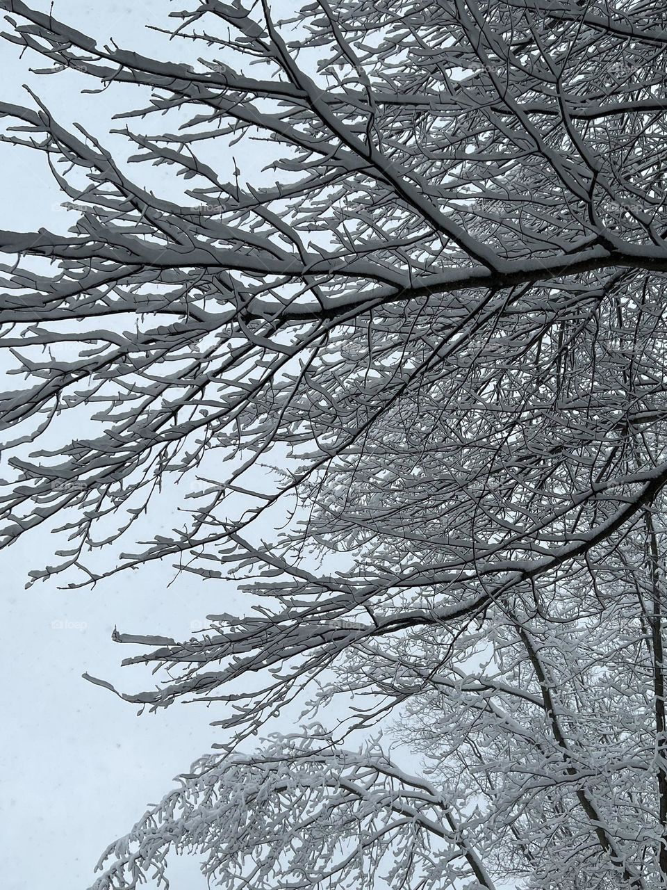 Snow Covered Branches