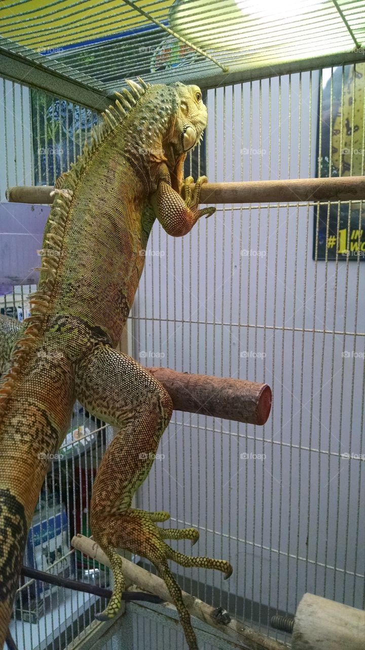 Colorful, large iguana.