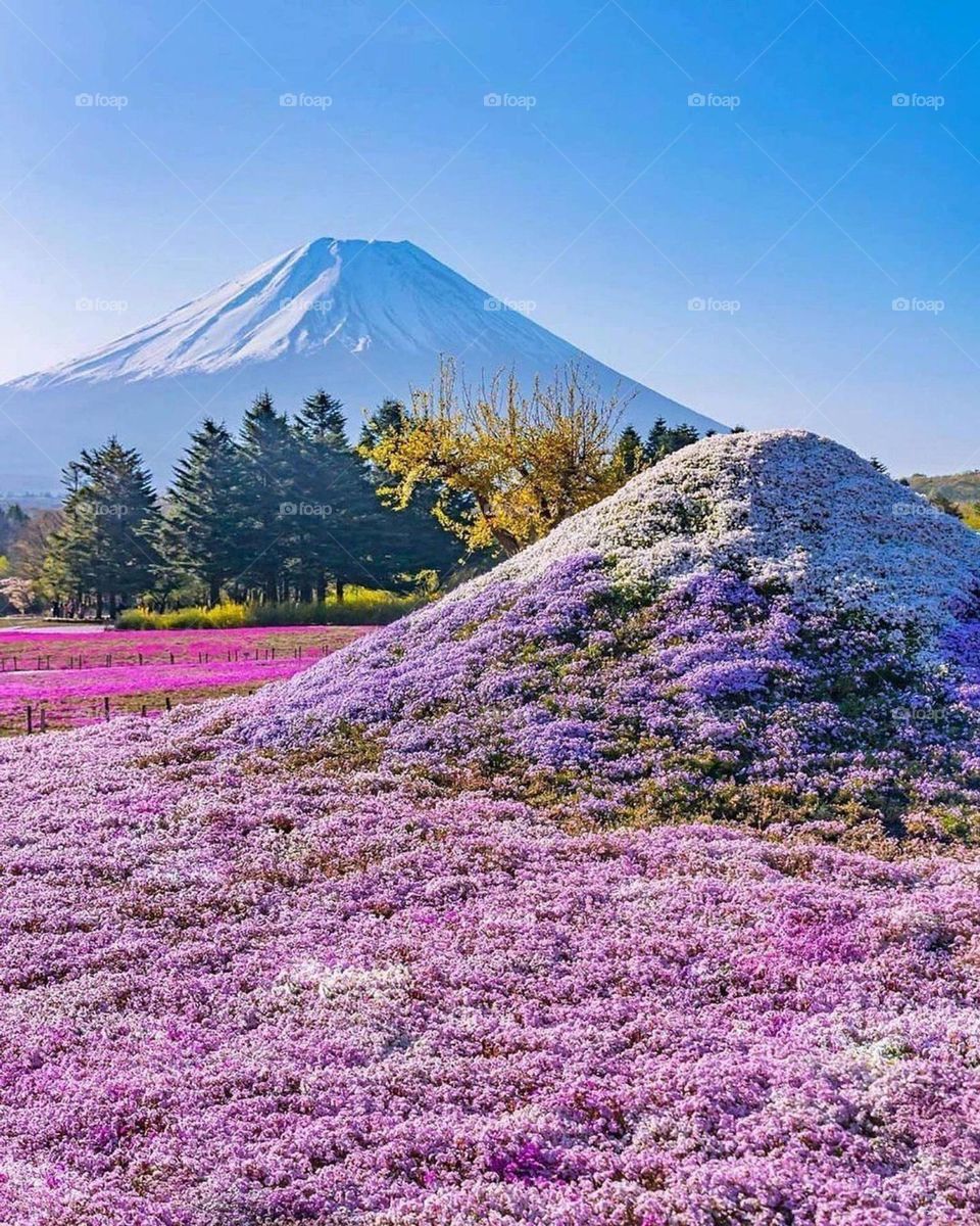 indescribable and universal colour of nature