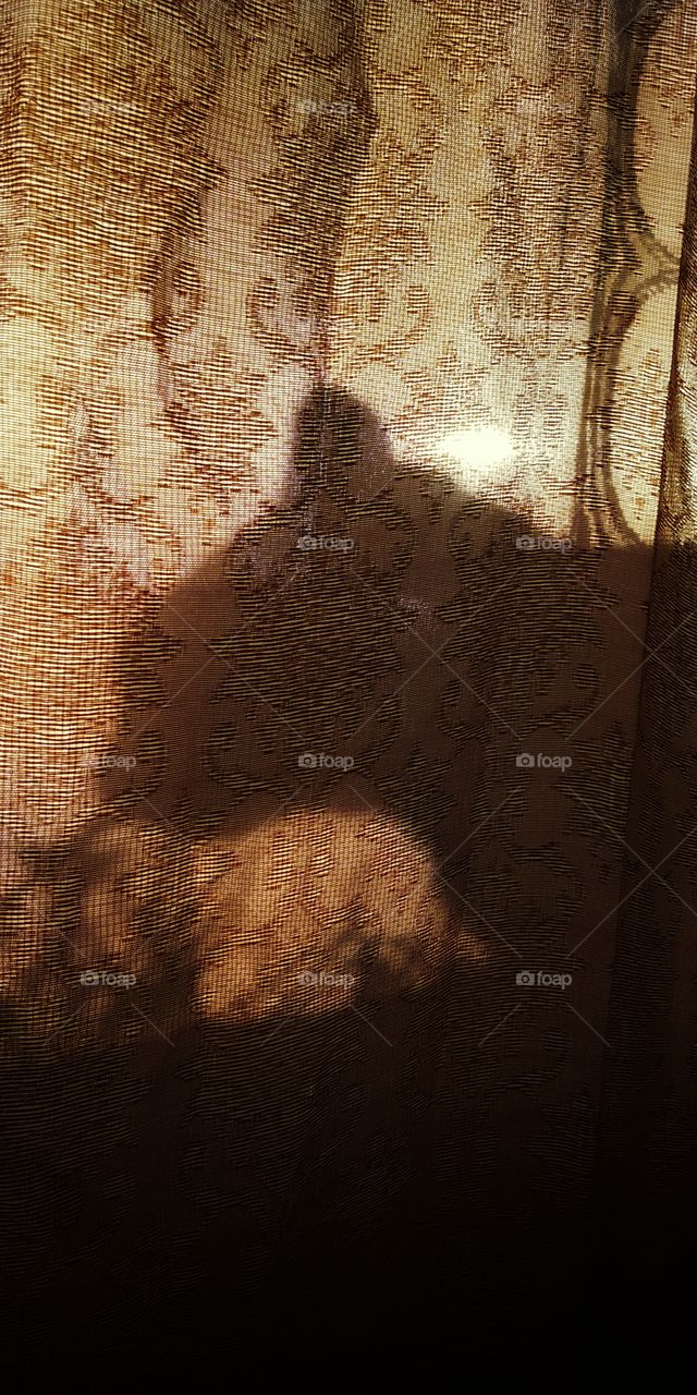 Силуэт кошки