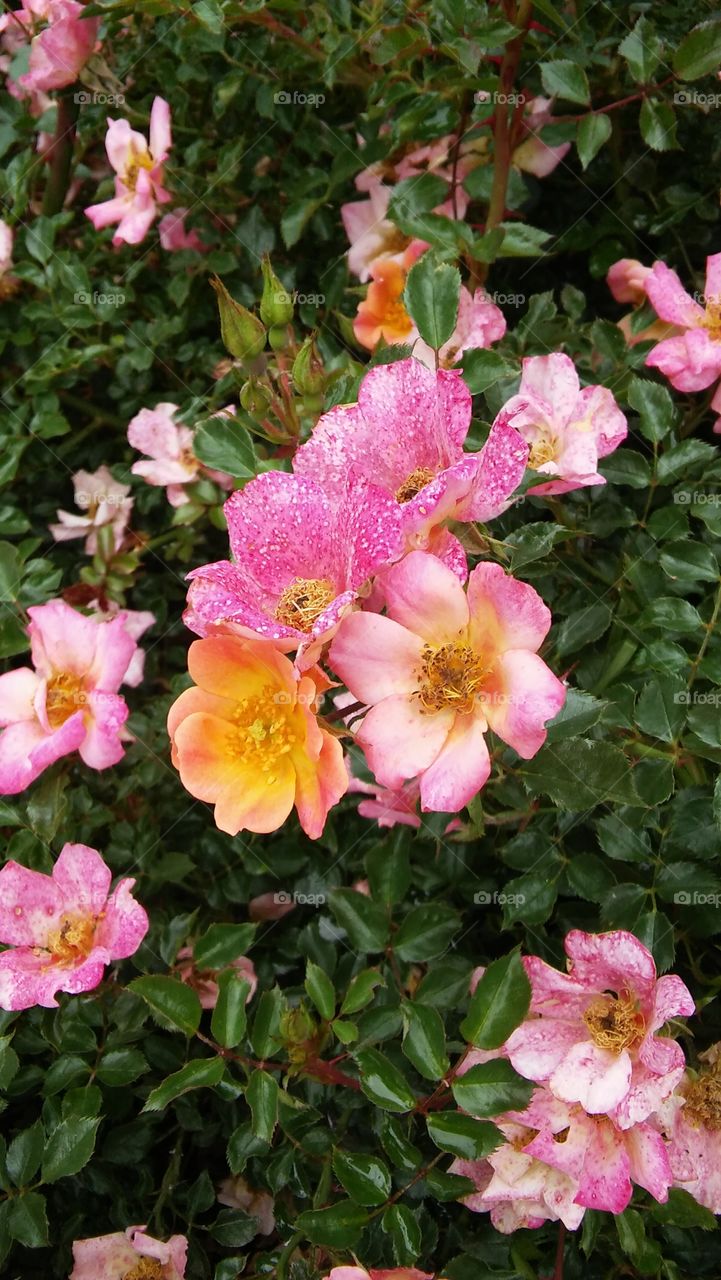 flowers blooms pink yellow roses garden outdoor