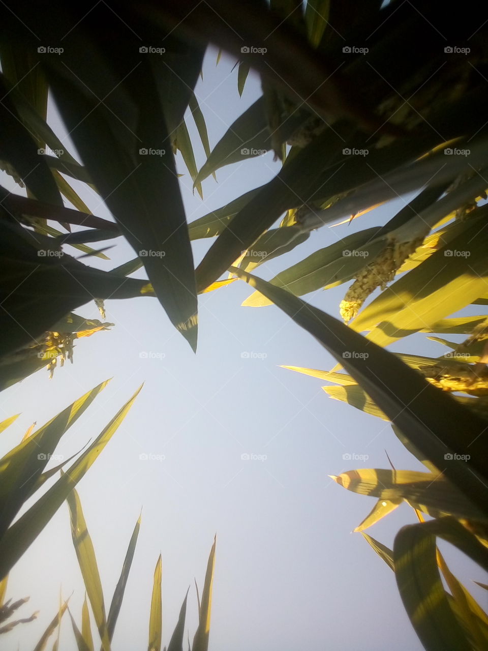 the beautiful leaf's and sky and