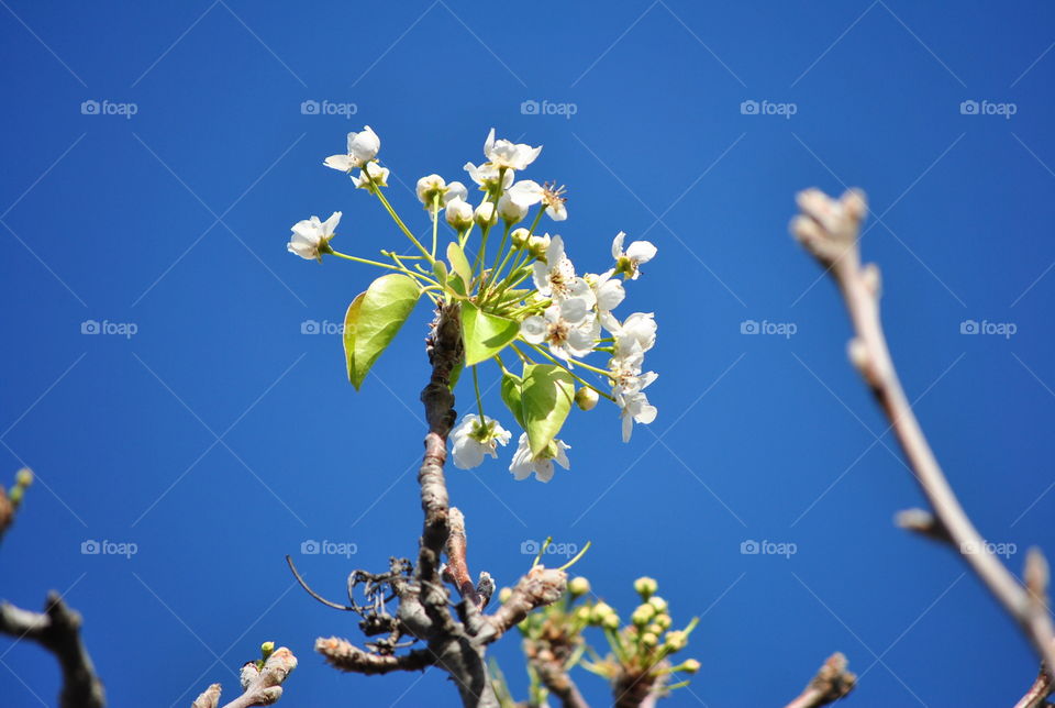 spring flowers