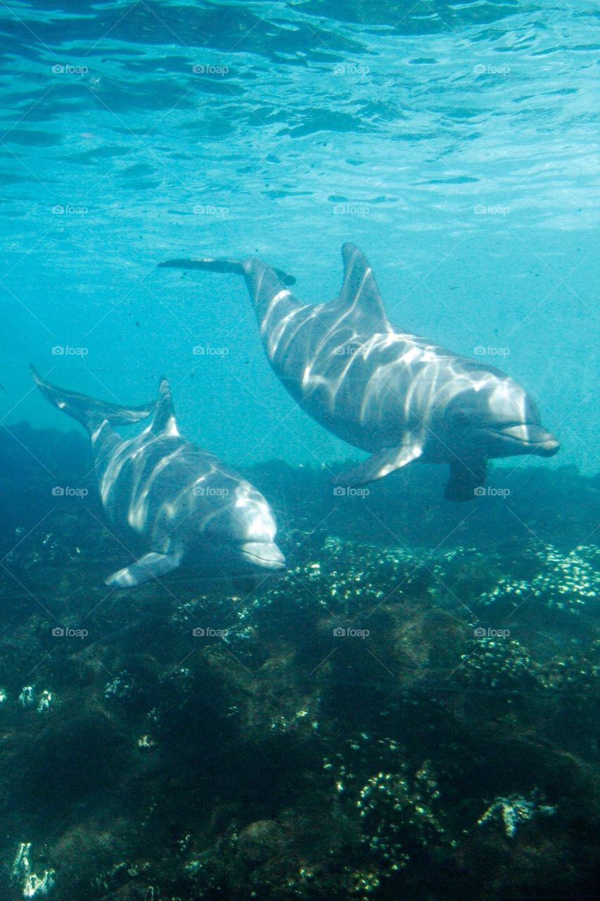 Dolphins