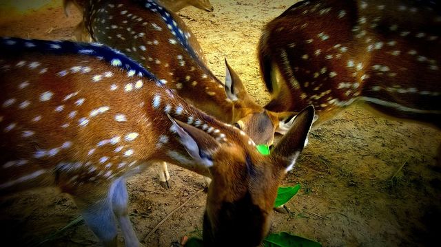 Deer