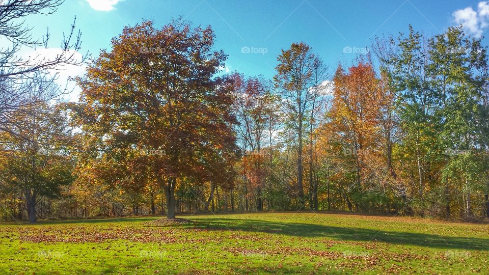 Autumn in the forest