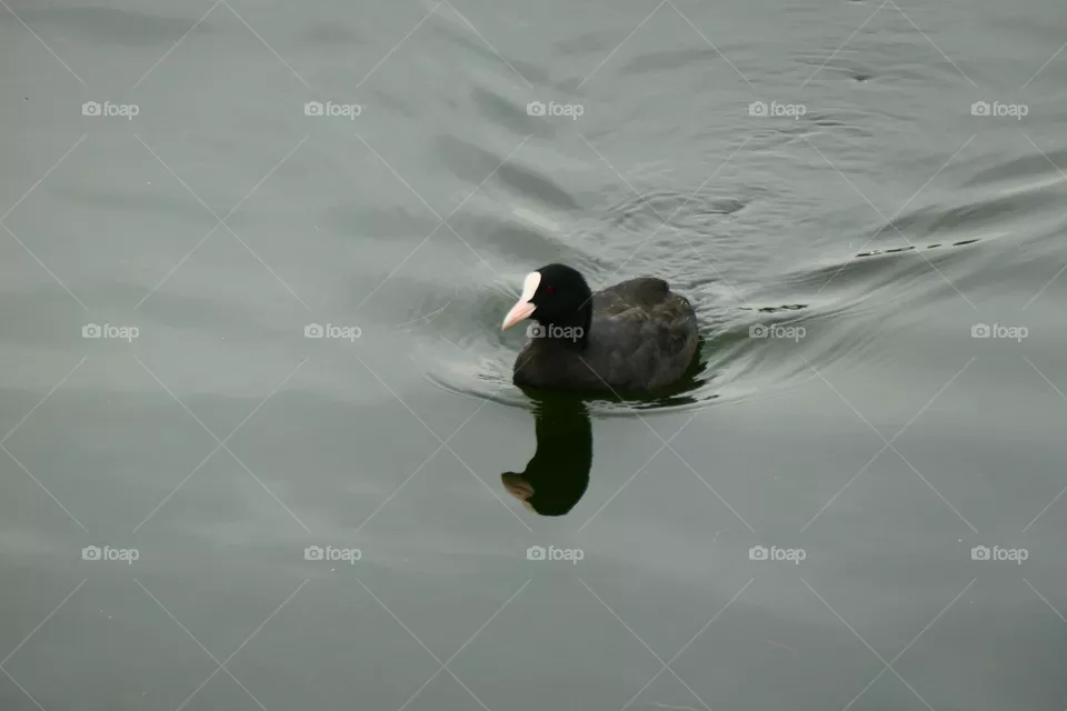 beautiful water bird