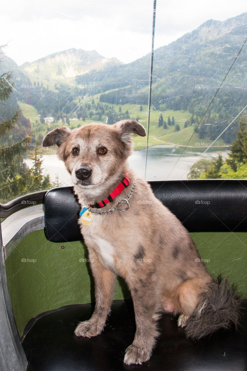 Dog sitting on cable car