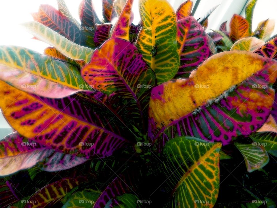 Colorful leaves