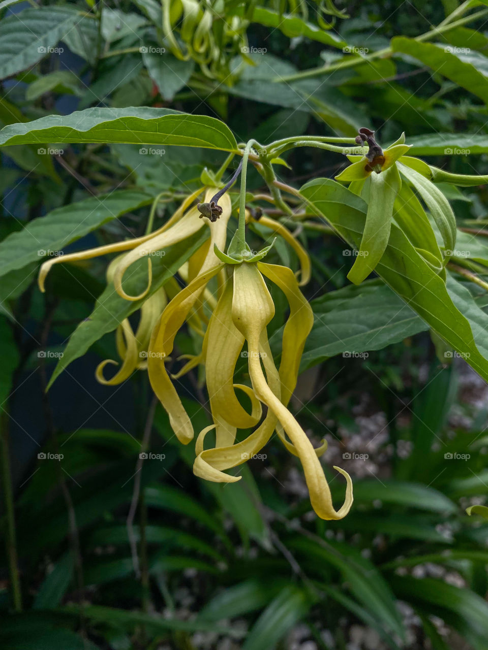 Cananga Flower 