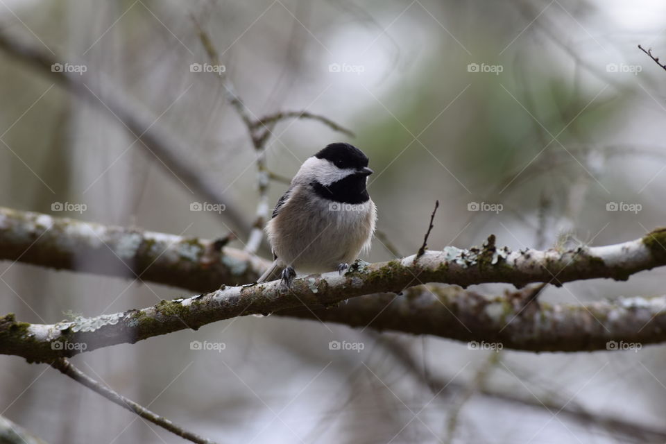 Close-up of a bird