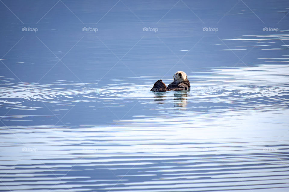 Sea otter enjoying a nice day in Alaska