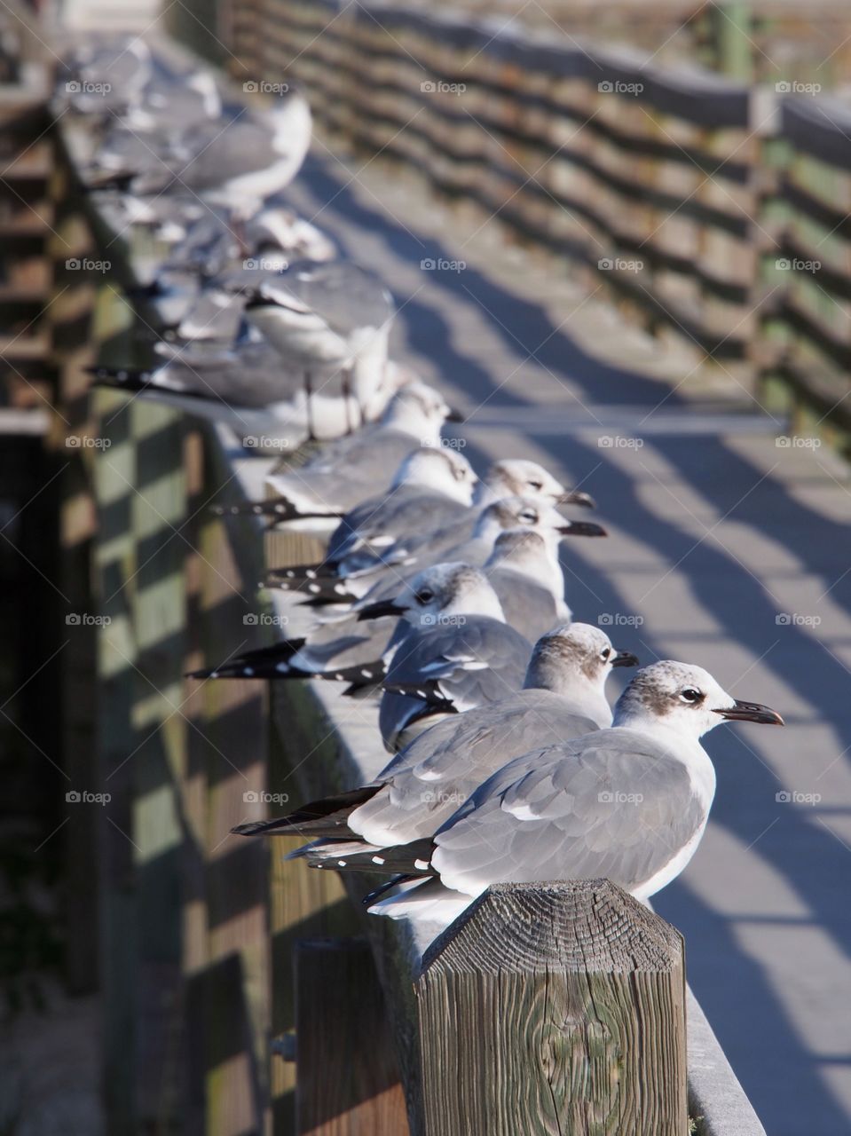 Seagull perching on wooden pier fence