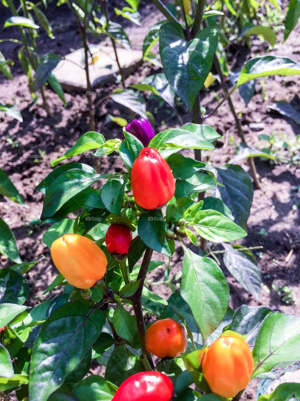 Chinese 5 color pepper 