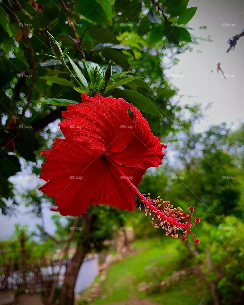 butiful flower