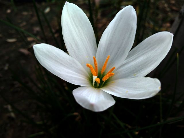 Flower image