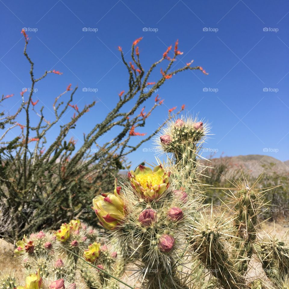 Desert bloom